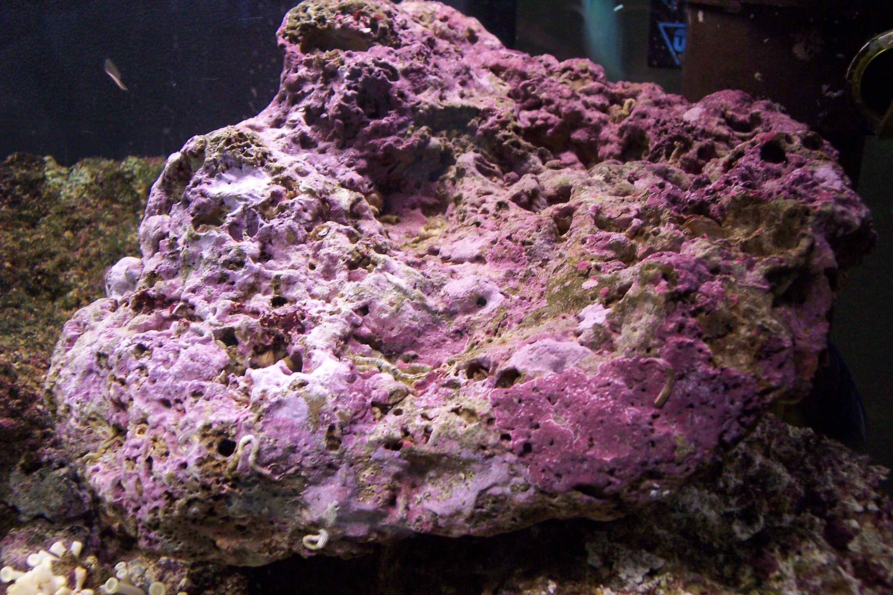 Une belle roche vivante, le filtre de l'aquarium récifal...
